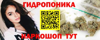 шишки Кингисепп